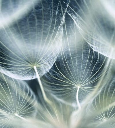 Fotobehang - Dandelion Macro 225x250cm - Vliesbehang