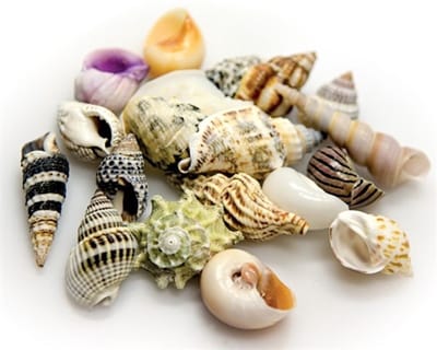 Hobby Decoratie zeeschelpen S+M | in decoglas pot 1 liter | voor aquarium, terrarium en maritieme styling