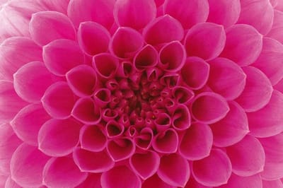 Fotobehang - Pink Dahlia 375x250cm - Vliesbehang