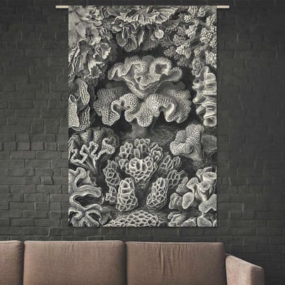 Wandkleed-XL Ernst Haeckel - Koraal