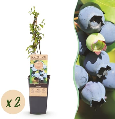 Green boutiQ - Fruitplant - Vaccinium corymbosum Bluecrop - Bosbes - Winterhard - Blauwe Bes - 2 Planten - Pot 15cm - Hoogte 50cm