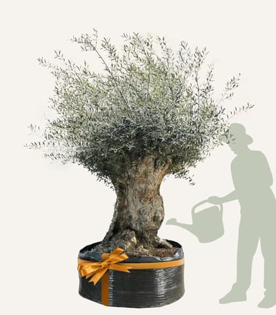 Evergreens - Olijfboom - Olea europaea - 'Bonsai' - 170/190 - Olea Europea - Olijfboom op stam in net - Winterhard - Groenblijvend - Olijven - Voeding