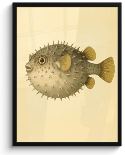 Poster in lijst - Fotolijst 60x80 cm - Posters - Stekels - Vis - Opgeblazen - Bruin - Posterlijst zwart - Decoratie - Wanddecoratie woonkamer - Muurdecoratie slaapkamer