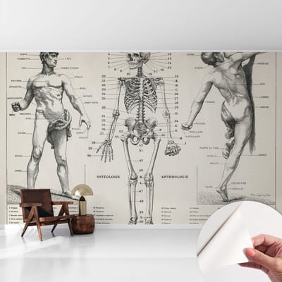Coloray Zelfklevend Behang - Klassieke anatomie Stickerbehang op rol - 416x254 cm - Zwart Zelfklevend Behang - Voor op kantoor, voor de hal, voor de woonkamer - Herpositioneerbaar - Zelfklevend fotobehang
