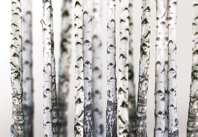 Fotobehang  Stem Trees Forest Nature | XL - 208cm x 146cm | 130g/m2 Vlies