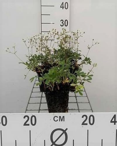 6x Ganzerik - Potentilla trid. 'Nuuk' | 9x9 cm pot