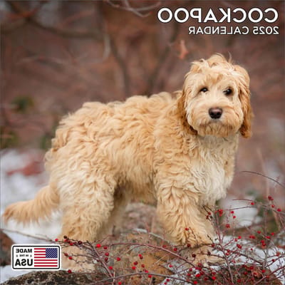 Cockapoo Kalender - Honden Kalender - Jaar Planning - High-definition Beelden - 30x30 cm - Multicolor