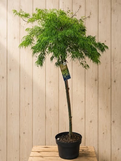 Acer Palmatum Japanse Esdoorn 'Dissectum' 170 cm Warentuin Natuurlijk