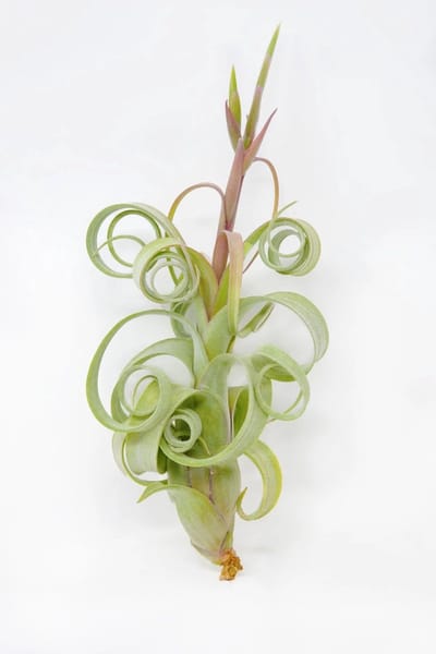 JUNAVERA Tillandsia Curly Bonsai