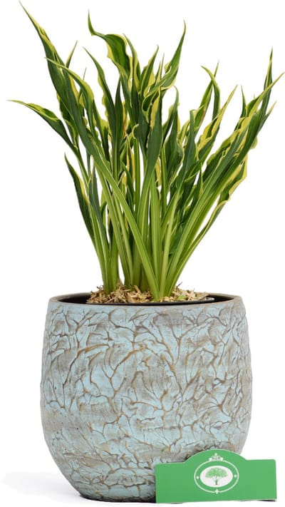 Hosta Hands Up, vaste plant, 13 cm pot