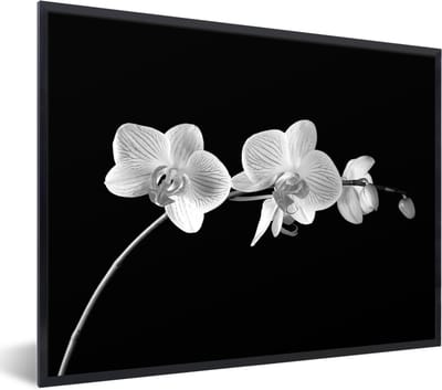 Fotolijst incl. Poster - Orchidee - Bloemen - Zwart - Roze - Knoppen - 80x60 cm - Posterlijst