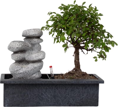 Plant in a Box - Bonsai boompje met Easy-care watersysteem én stromende waterval over Zen stenen - kamerplant - Hoogte 25-35cm