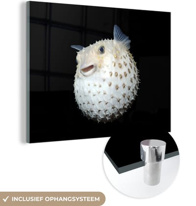 MuchoWow® Glasschilderij 160x120 cm - Schilderij acrylglas - Vis - Zeedieren - Portret - Foto op glas - Schilderijen