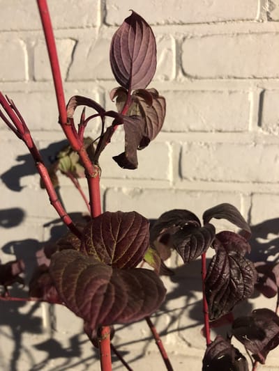 Cornus Alba 'Sibirica' - Witte kornoelje 60- 80 cm in pot FELRODE TAKKEN in winter !