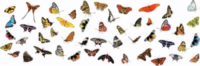 MyHobby Borduurpakket – Vlinder collectie 90×30 cm - Aida borduurstof 5,5 kruisjes/cm (14 count) - Telpatroon - Borduurgaren - Borduurnaald - Handleiding - Voor Beginners & Gevorderden - Complete borduurset