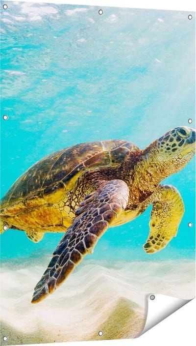 Gards Tuinposter Schildpad Zwemt in de Helder Blauwe Zee - 80x120 cm - Tuindoek - Tuindecoratie - Wanddecoratie buiten - Tuinschilderij