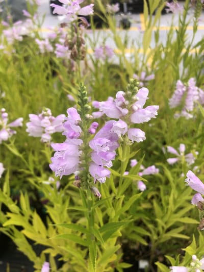 6x Scharnierplant - Physostegia virg. 'Bouquet Rose' | 9x9 cm pot