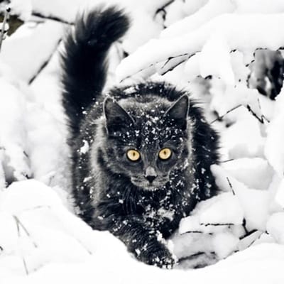 Peinture diamant  chat noir neige , broderie 3D à faire soi-même, point de croix, décoration de la maison 20X30CM gray