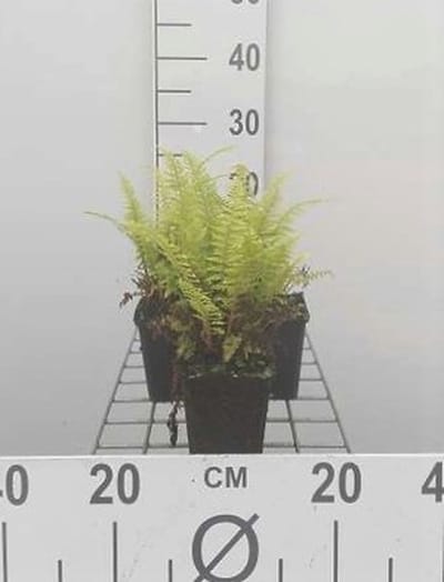 6x Adelaarsvaren - Pteridium aquilinum | 9x9 cm pot