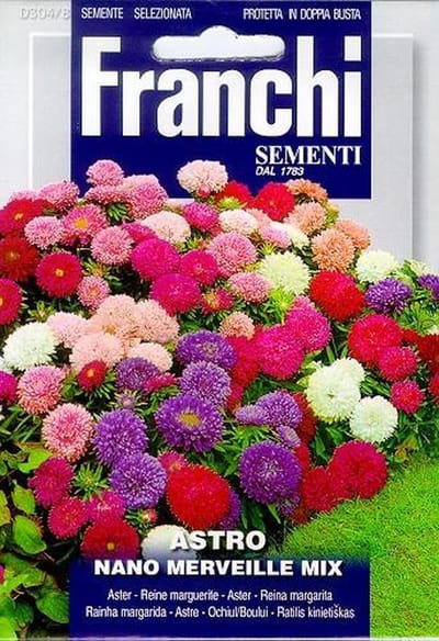 Astro Nano merveille Mix - Aster mengsel