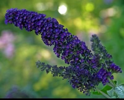 Buddleja dav. 'Empire Blue' - Vlinderstruik 40- 60 cm in pot