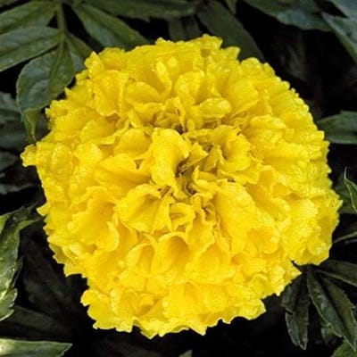 Tagetes zaden - Goudsbloem zaden - Bloementuin aanleggen - Makkelijk te kweken - 30 zaden - Geel