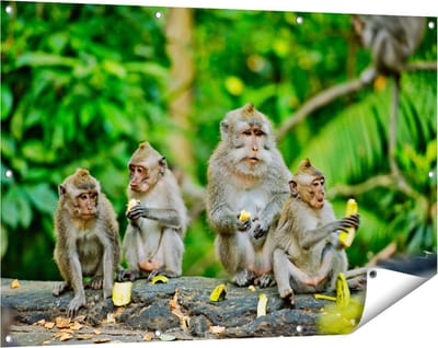 Gards Tuinposter Groep Apen Eten Bananen in het Bos - 120x80 cm - Tuindoek - Tuindecoratie - Wanddecoratie buiten - Tuinschilderij