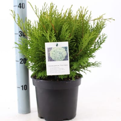 Chamaecyparis p. 'Filip's Happy Day' - Schijncipres | 25-30 cm pot