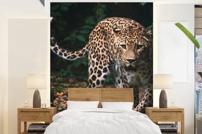 Behang - Fotobehang Wilde dieren - Luipaard - Jungle - Natuur - Breedte 175 cm x hoogte 240 cm