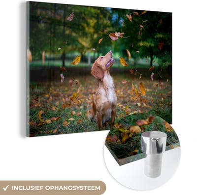 ® Glasschilderij 180x120 cm - Schilderij acrylglas - Een Engelse cockerspaniël speelt met bladeren - Foto op glas - Muurdecoratie woonkamer - Wanddecoratie slaapkamer - Schilderijen
