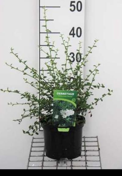 2 x Ceanothus thyrs. 'Millerton Point' - Amerikaanse Sering, Sikkelbloem 25- 30 cm in pot