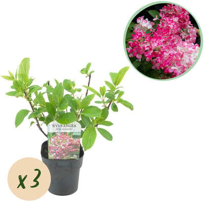 Plantenboetiek.nl | Pluim Hortensia - Hydrangea panniculata Pink Diamond - Bloem Wit Roze - 3 Planten - 1 m2 - Bladverliezend - Grote Bloemen - Ø18cm - 40-50cm hoog - Tuinplant
