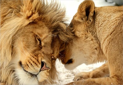 Fotobehangkoning - Behang - Vliesbehang - Fotobehang Leeuwen Liefde - Lion Tenderness - 150 x 105 cm