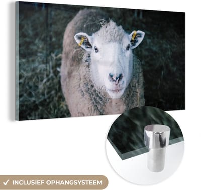 MuchoWow® Glasschilderij 40x20 cm - Schilderij acrylglas - Schaap - Dieren - Vee - Foto op glas - Schilderijen