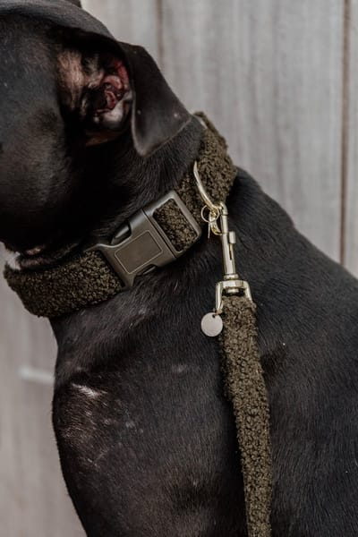Kentucky Dogwear - Hondenhalsband Teddy Fleece - Dennengroen - Zacht materiaal - Gemakkelijke sluiting - 28-40 cm - S - Hondenriem