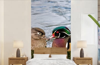 Behang - Fotobehang Eend - Vogels - Water - Veren - Dieren - Breedte 120 cm x hoogte 240 cm