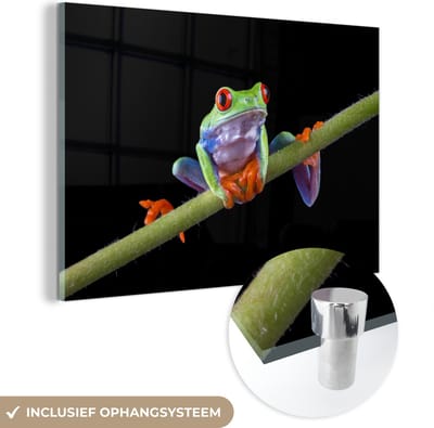 MuchoWow® Glasschilderij 60x40 cm - Schilderij acrylglas - Kikker - Plant - Zwart - Foto op glas - Schilderijen