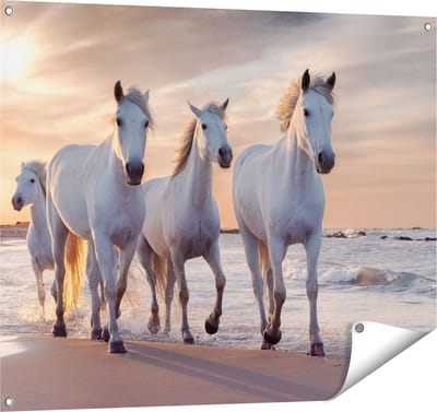 Gards Tuinposter Witte Paarden op het Strand bij Water - 100x80 cm - Tuindoek - Tuindecoratie - Wanddecoratie buiten - Tuinschilderij