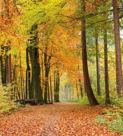 Fotobehang - Autumn Forest 225x250cm - Vliesbehang