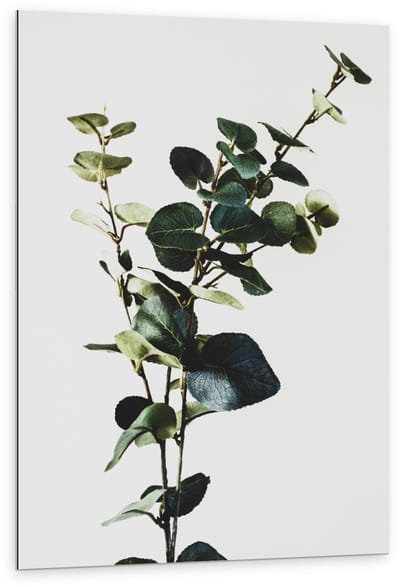 Dibond - Groene Plant op Witte Achtergrond - 80x120cm Foto op Aluminium (Met Ophangsysteem)