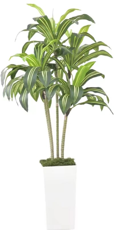 Kunstplant Dracaena Fragrans - 180 cm - Inclusief Luxe Witte Pot & Mos - Real Touch Kunstboom