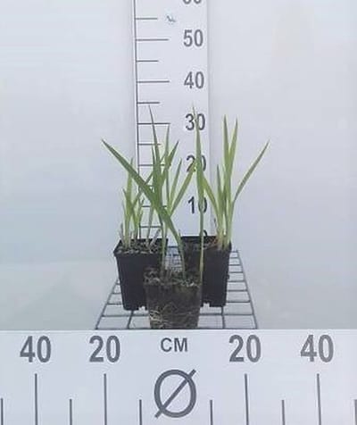 6x Montbretia - Crocosmia hybr. 'George Davidson' | 9x9 cm pot