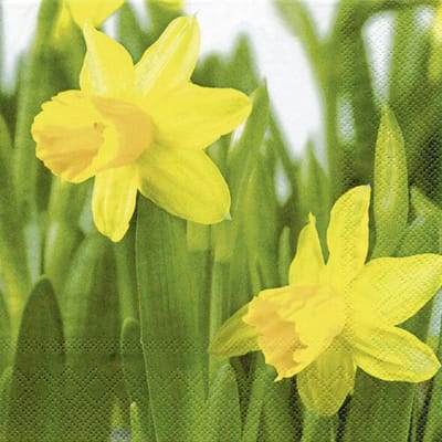 Lunch Servetten Daffodil - IHR - 33x33 cm