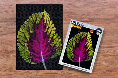 Puzzel Siernetel blad op zwarte achtergrond - Legpuzzel - Puzzel 1000 stukjes volwassenen
