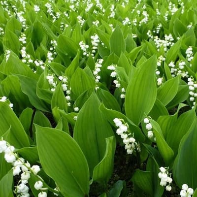 JUNAVERA Lelietje-van-dalen (Convallaria majalis) | Geurende voorjaarsbloeier | 10–15 cm hoog | In 12 cm pot