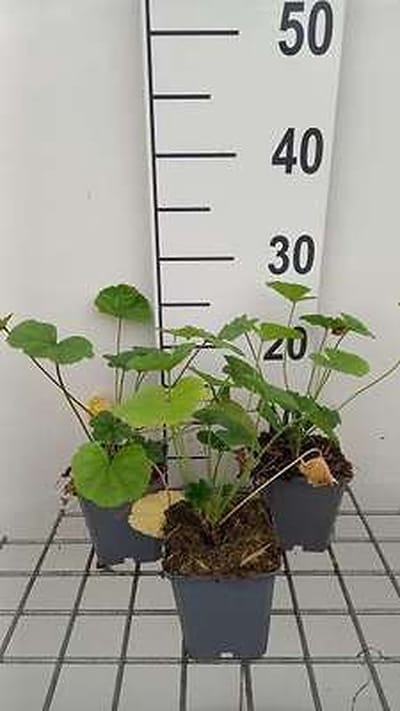 6x Muskuskaasjeskruid - Malva sylvestris | 9x9 cm pot