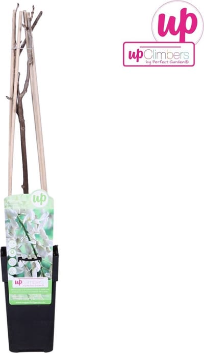 Hello Plants Wisteria Floribunda Longissima Alba Blauwe Regen Wit - Klimplant, Sierheester - Ø 15 cm - Hoogte: 65 cm
