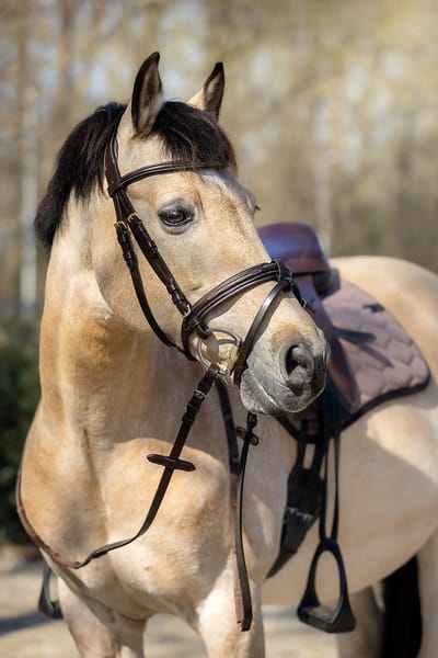 Horsegear Hoofdstel Horsegear Taron Bruin