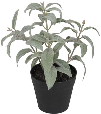 Salie in pot, groen/wit 20cm