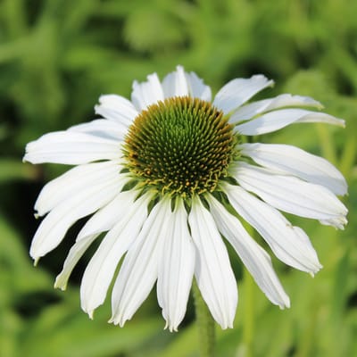 6x Zonnehoed - Echinacea purpurea ‘Avalanche’® - Pot 9x9cm
